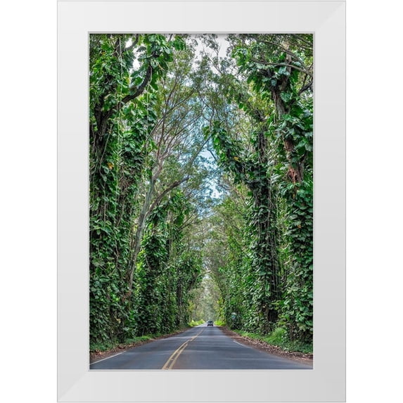 Engelbrecht, Lisa S. 17x24 White Modern Wood Framed Museum Art Print Titled - Tunnel of trees-Maluhia Road-Kauai-Hawaii-USA