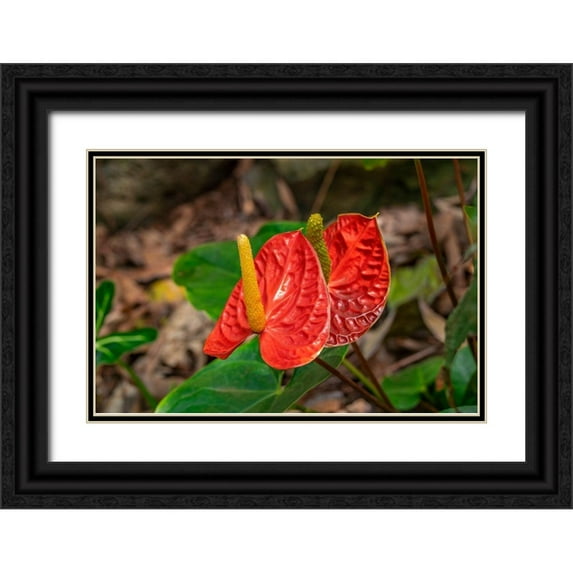 Engelbrecht, Lisa S. 18x13 Black Ornate Wood Framed with Double Matting Museum Art Print Titled - Anthurium
