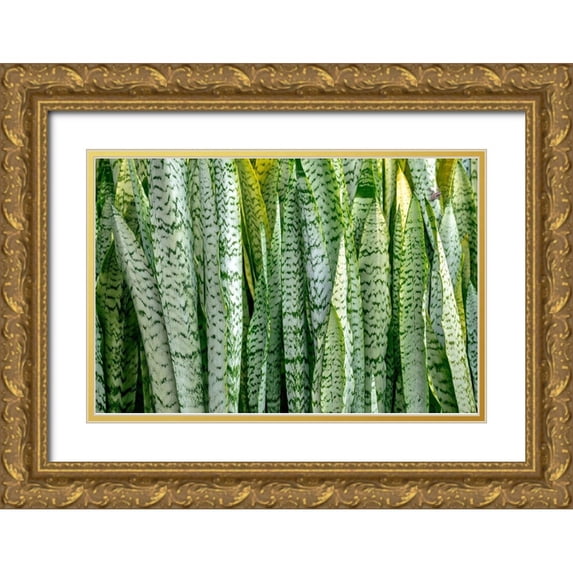Engelbrecht, Lisa S. 18x13 Gold Ornate Wood Framed with Double Matting Museum Art Print Titled - Snake plant-Mother-in-laws tongue