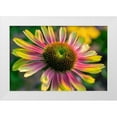 thumbnail image 1 of Engelbrecht, Lisa S. 18x13 White Modern Wood Framed Museum Art Print Titled - Coneflower, 1 of 4
