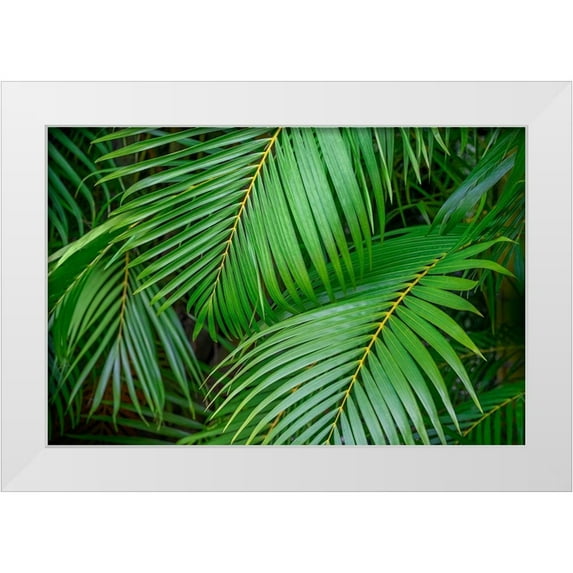 Engelbrecht, Lisa S. 18x13 White Modern Wood Framed Museum Art Print Titled - Palm fronds