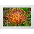 thumbnail image 1 of Engelbrecht, Lisa S. 18x13 White Modern Wood Framed Museum Art Print Titled - Pincushion Flower, 1 of 4