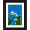 thumbnail image 1 of Engelbrecht, Lisa S. 23x32 Black Ornate Wood Framed with Double Matting Museum Art Print Titled - White Plumeria, 1 of 4