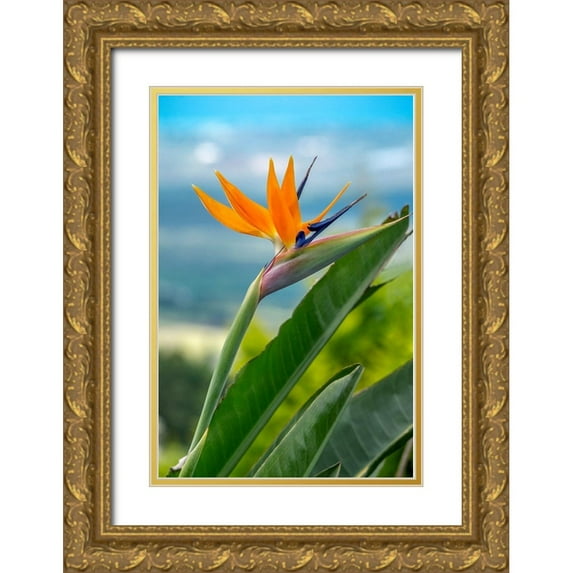 Engelbrecht, Lisa S. 23x32 Gold Ornate Wood Framed with Double Matting Museum Art Print Titled - Bird of Paradise