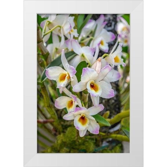 Engelbrecht, Lisa S. 23x32 White Modern Wood Framed Museum Art Print Titled - Dendrobium Orchid