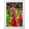 thumbnail image 1 of Engelbrecht, Lisa S. 23x32 White Modern Wood Framed Museum Art Print Titled - Flowering Aechmea plant, 1 of 4