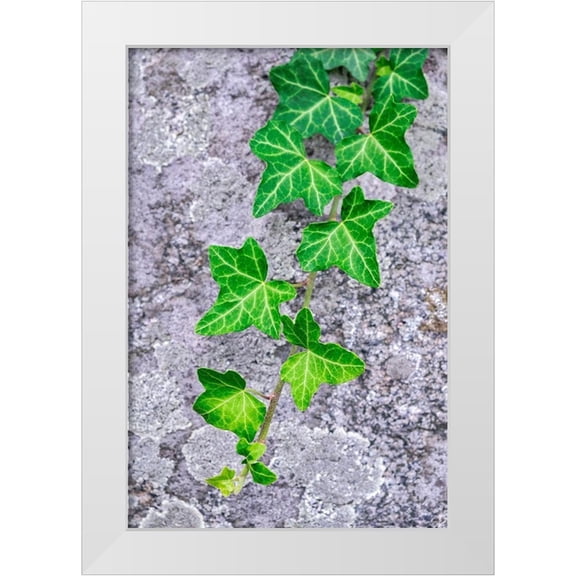 Engelbrecht, Lisa S. 23x32 White Modern Wood Framed Museum Art Print Titled - Ivy growing on granite