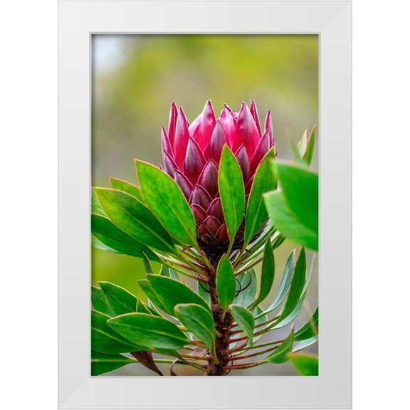 Engelbrecht, Lisa S. 23x32 White Modern Wood Framed Museum Art Print Titled - King Protea flower