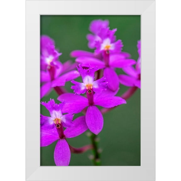 Engelbrecht, Lisa S. 23x32 White Modern Wood Framed Museum Art Print Titled - Orchid-Epidendrum
