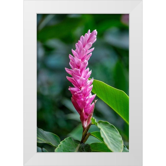 Engelbrecht, Lisa S. 23x32 White Modern Wood Framed Museum Art Print Titled - Pink Cone Ginger