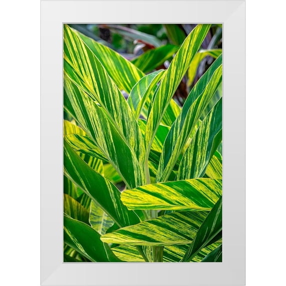 Engelbrecht, Lisa S. 23x32 White Modern Wood Framed Museum Art Print Titled - Shell ginger plant
