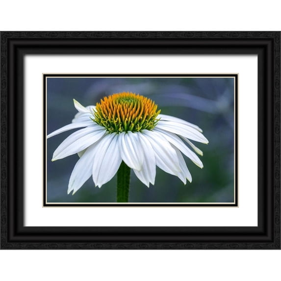 Engelbrecht, Lisa S. 24x17 Black Ornate Wood Framed with Double Matting Museum Art Print Titled - Coneflower