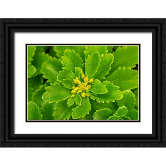 Engelbrecht, Lisa S. 24x17 Black Ornate Wood Framed with Double Matting Museum Art Print Titled - Flowering Stonecrop
