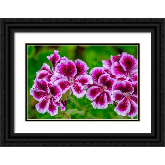 Engelbrecht, Lisa S. 24x17 Black Ornate Wood Framed with Double Matting Museum Art Print Titled - Gooseberry Geranium
