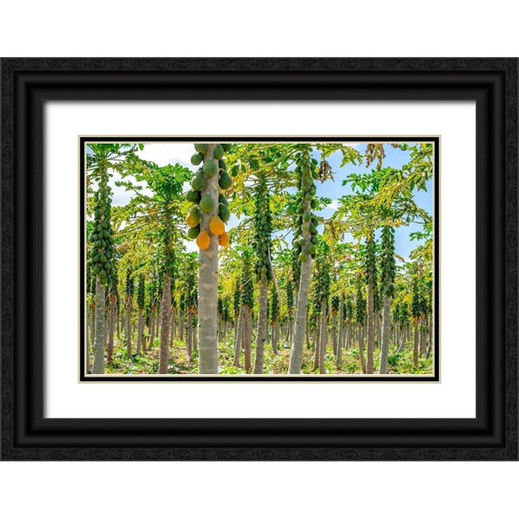 Engelbrecht, Lisa S. 24x17 Black Ornate Wood Framed with Double Matting Museum Art Print Titled - Papaya plantation-Kauai-Hawaii-USA