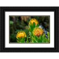 thumbnail image 1 of Engelbrecht, Lisa S. 24x17 Black Ornate Wood Framed with Double Matting Museum Art Print Titled - Pincushion flower, 1 of 4