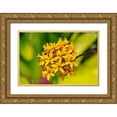 thumbnail image 1 of Engelbrecht, Lisa S. 24x17 Gold Ornate Wood Framed with Double Matting Museum Art Print Titled - Fire-star Orchid, 1 of 4