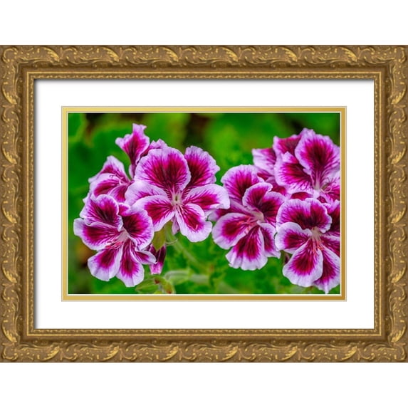 Engelbrecht, Lisa S. 24x17 Gold Ornate Wood Framed with Double Matting Museum Art Print Titled - Gooseberry Geranium