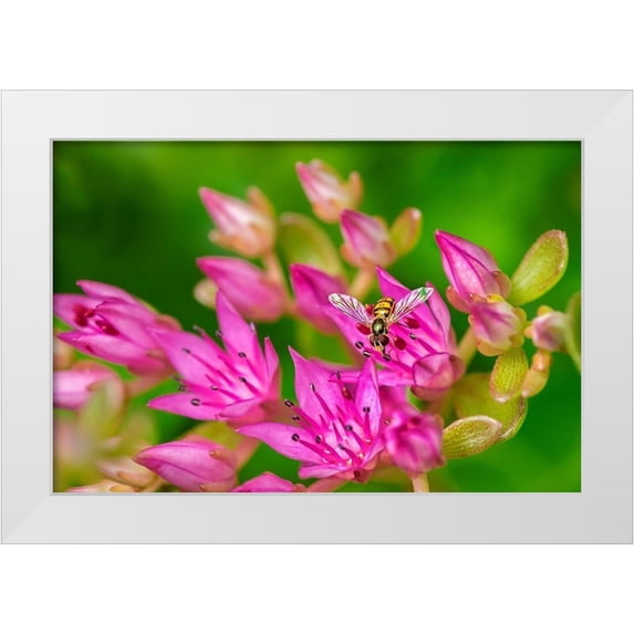Engelbrecht, Lisa S. 24x17 White Modern Wood Framed Museum Art Print Titled - Hover Fly on Pink Flowering Sedum