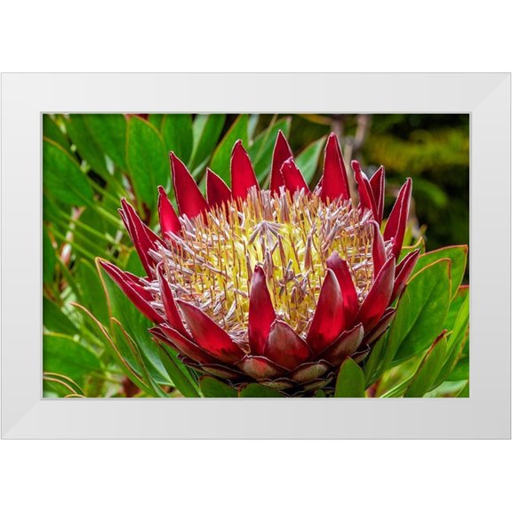 Engelbrecht, Lisa S. 24x17 White Modern Wood Framed Museum Art Print Titled - King Protea flower