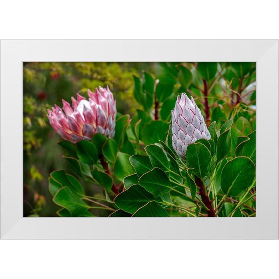 Engelbrecht, Lisa S. 24x17 White Modern Wood Framed Museum Art Print Titled - King Protea flower