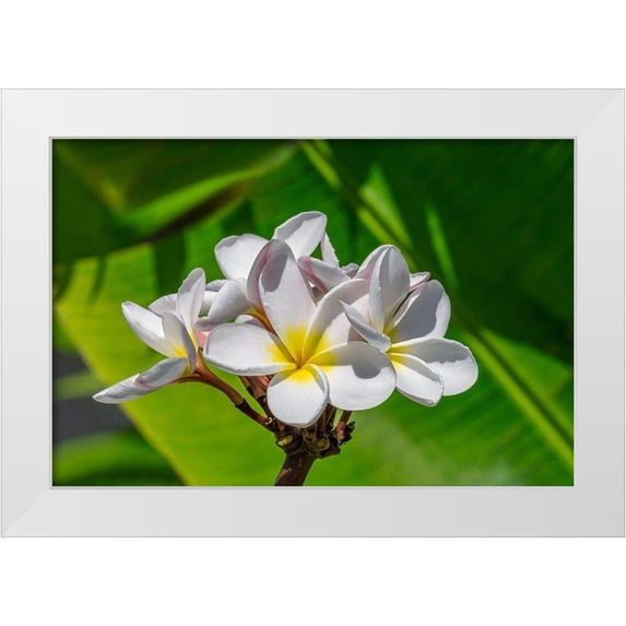 Engelbrecht, Lisa S. 24x17 White Modern Wood Framed Museum Art Print Titled - White Plumeria