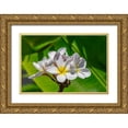 thumbnail image 1 of Engelbrecht, Lisa S. 32x23 Gold Ornate Wood Framed with Double Matting Museum Art Print Titled - White Plumeria, 1 of 4