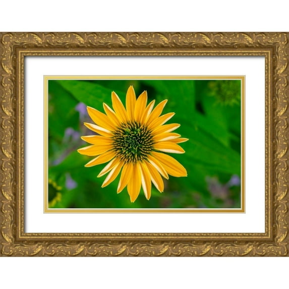 Engelbrecht, Lisa S. 32x23 Gold Ornate Wood Framed with Double Matting Museum Art Print Titled - Yellow Coneflower