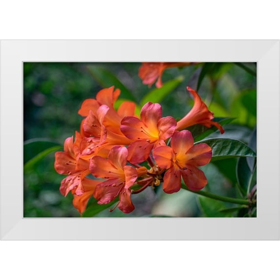 Engelbrecht, Lisa S. 32x23 White Modern Wood Framed Museum Art Print Titled - Clivia flower