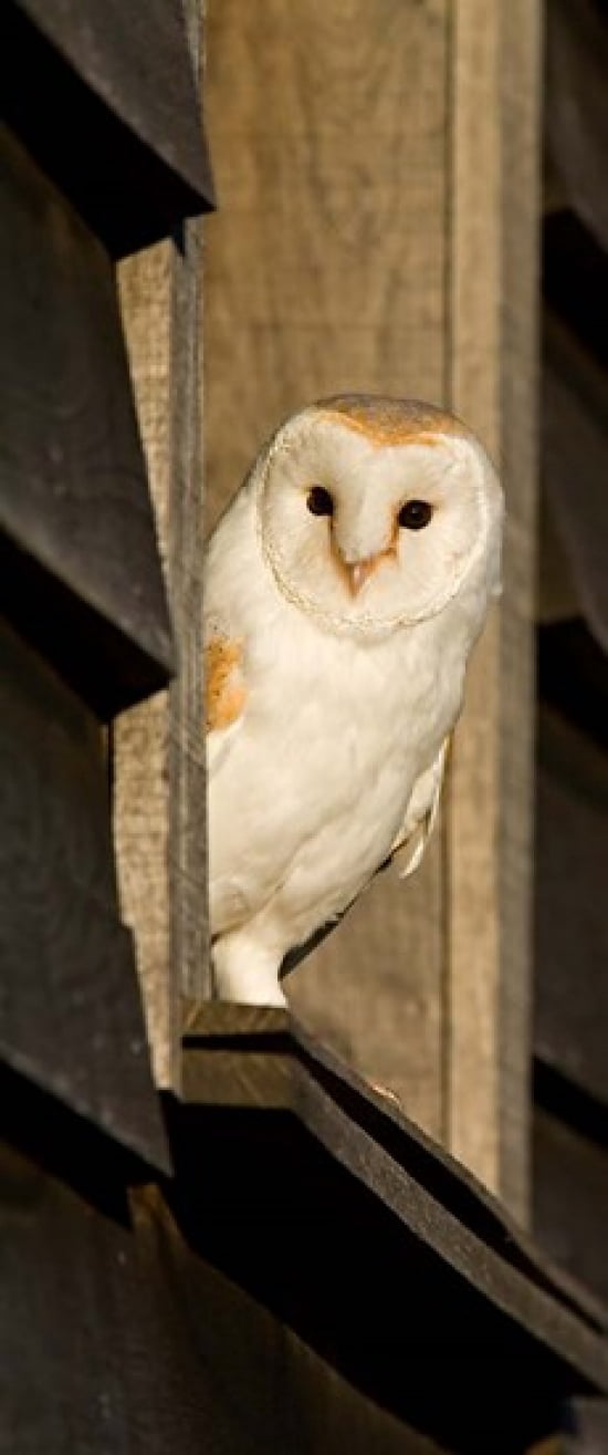 England Barn Owl looking out from Barn Canvas Art - David Slater DanitaDelimont (14 x 32)