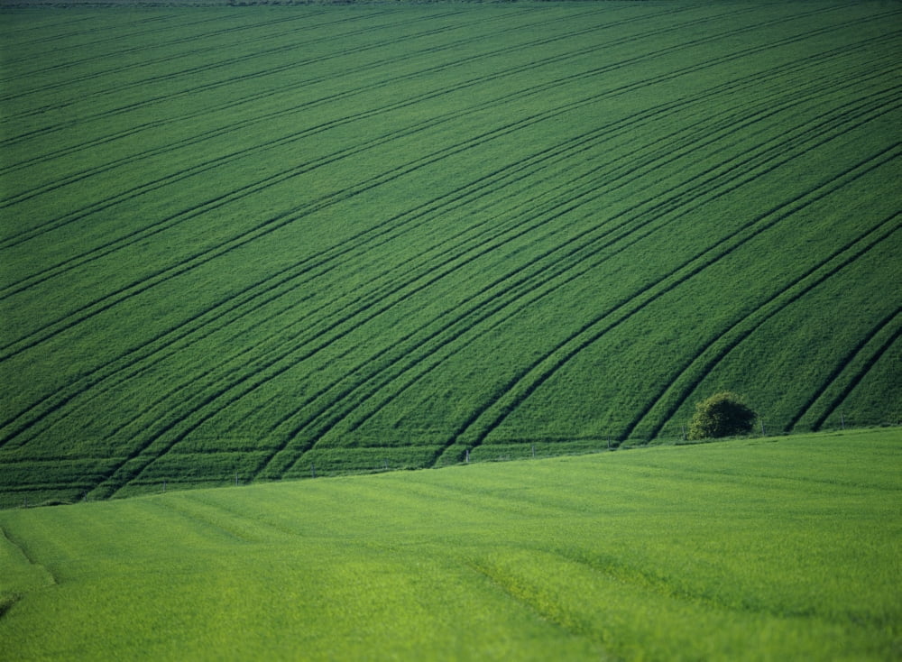 England Green Fields With One Tree East Sussex Canvas Art - Ian Cumming Design Pics (18 x 13)