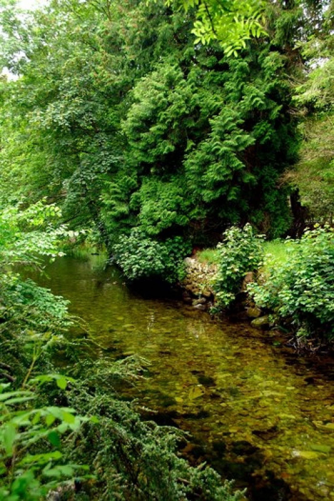 England Lake District Cumbria Flora Canvas Art - Cindy Miller Hopkins DanitaDelimont (23 x 34)