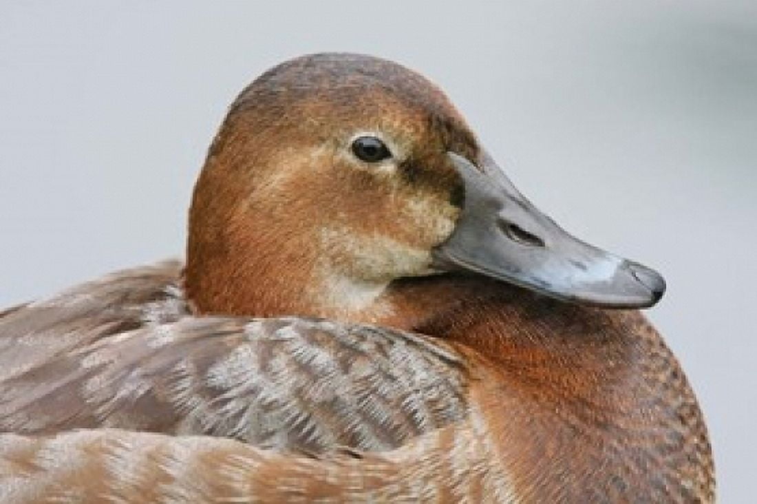 England London Pochard Duck Canvas Art - Jaynes Gallery DanitaDelimont (24 x 15)