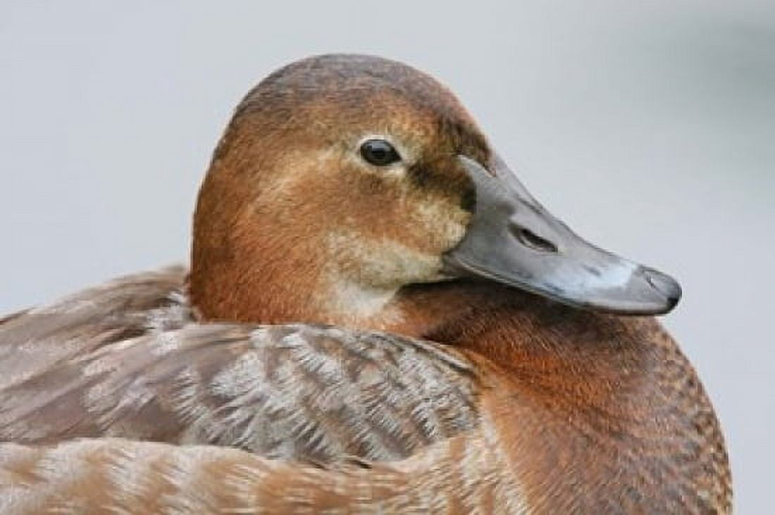 England London Pochard Duck Canvas Art - Jaynes Gallery DanitaDelimont (35 x 24)