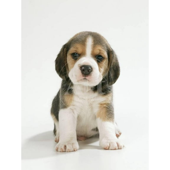 English Beagle Puppy Sitting, Animals World Culture Unframed Photographic Print Wall Art Sold by Art.Com