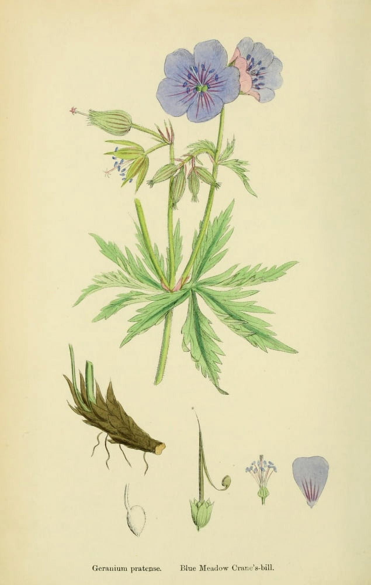 English Botany 1863 Blue Meadow Cranes Bill Canvas Art - James Sowerby (18 x 24)