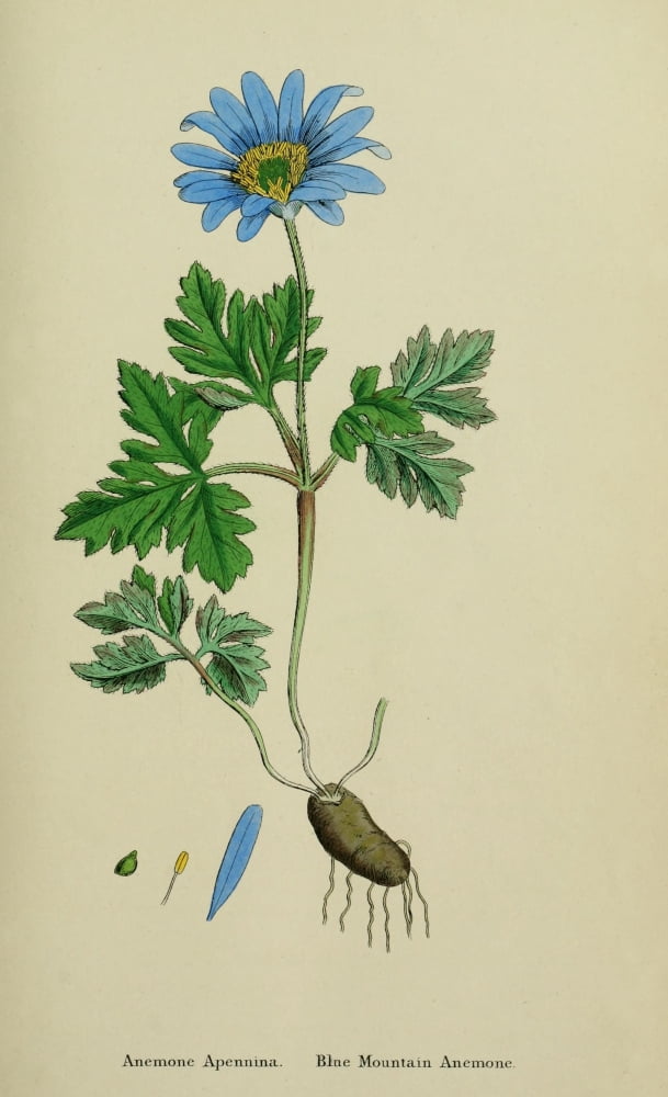English Botany 1863 Blue Mountain Anemone Canvas Art - James Sowerby (18 x 24)