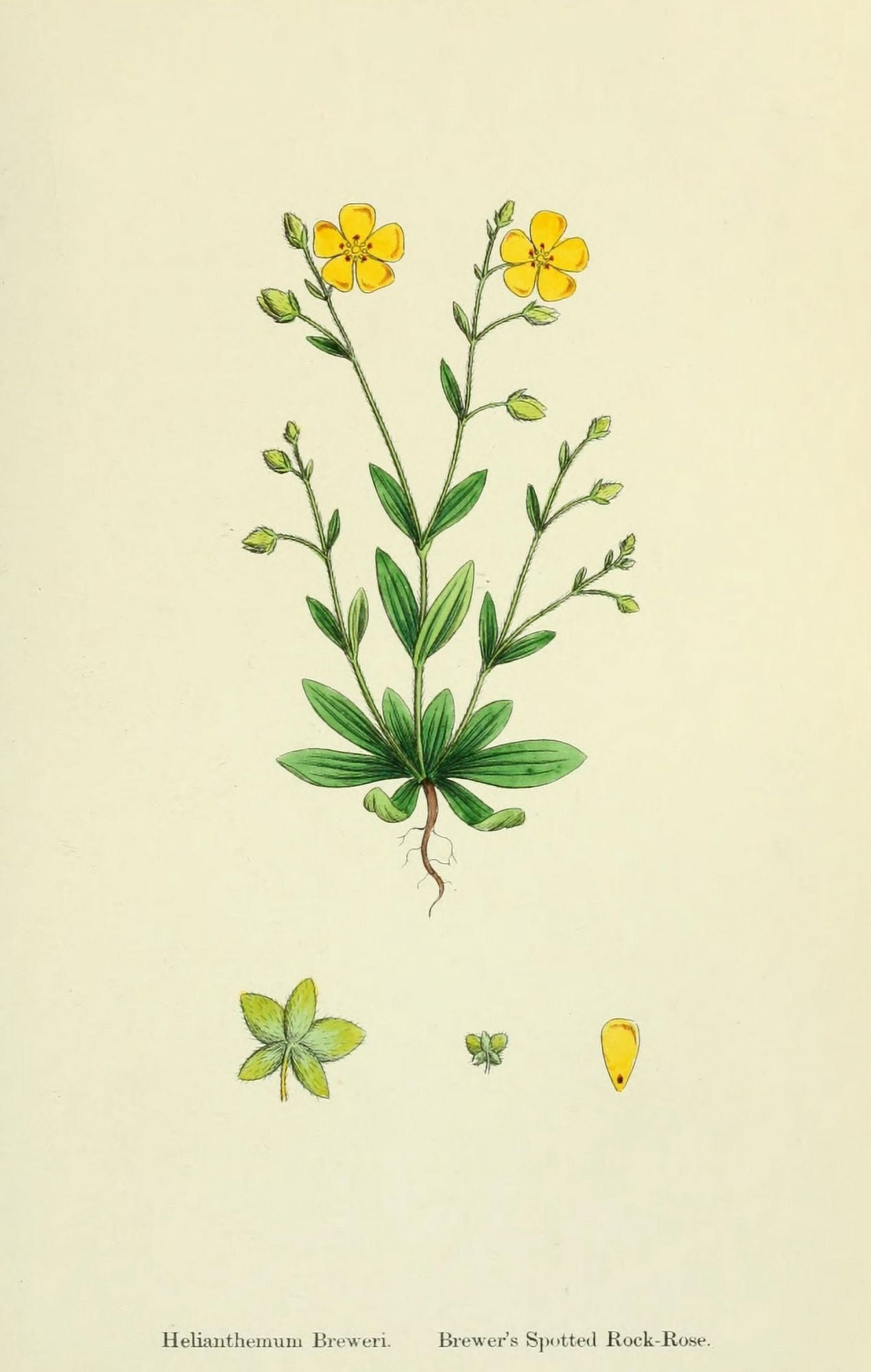 English Botany 1863 Brewers Spotted Rock Rose Canvas Art - James Sowerby (18 x 24)