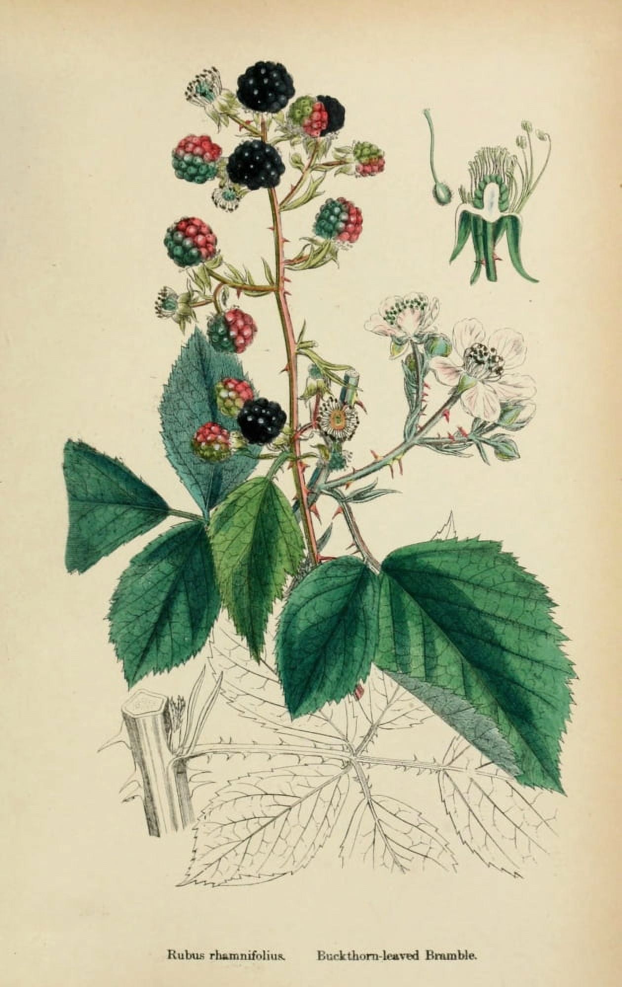English Botany 1863 Buckthorn-leaved Bramble Canvas Art - James Sowerby (18 x 24)