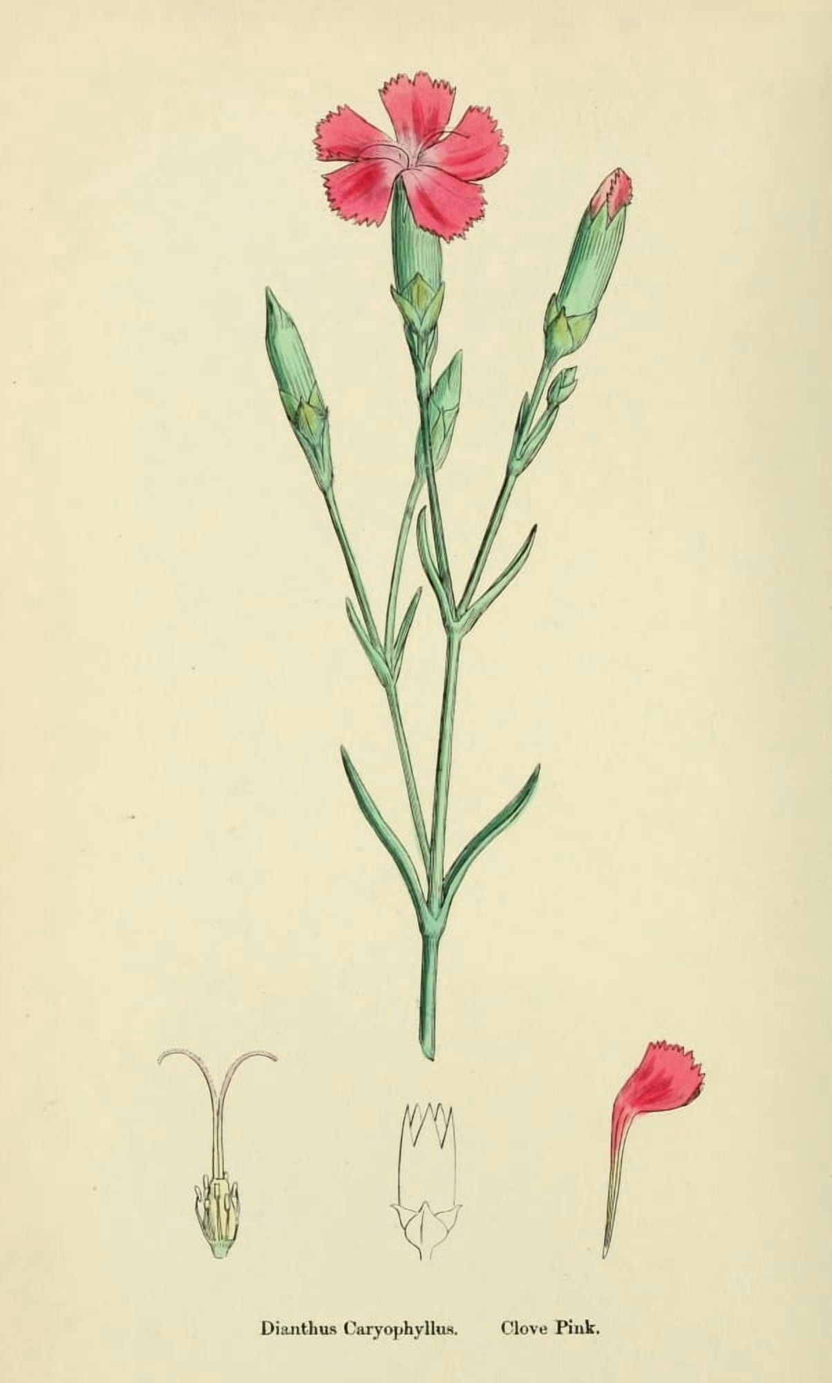 English Botany 1863 Clove Pink Canvas Art - James Sowerby (18 x 24)