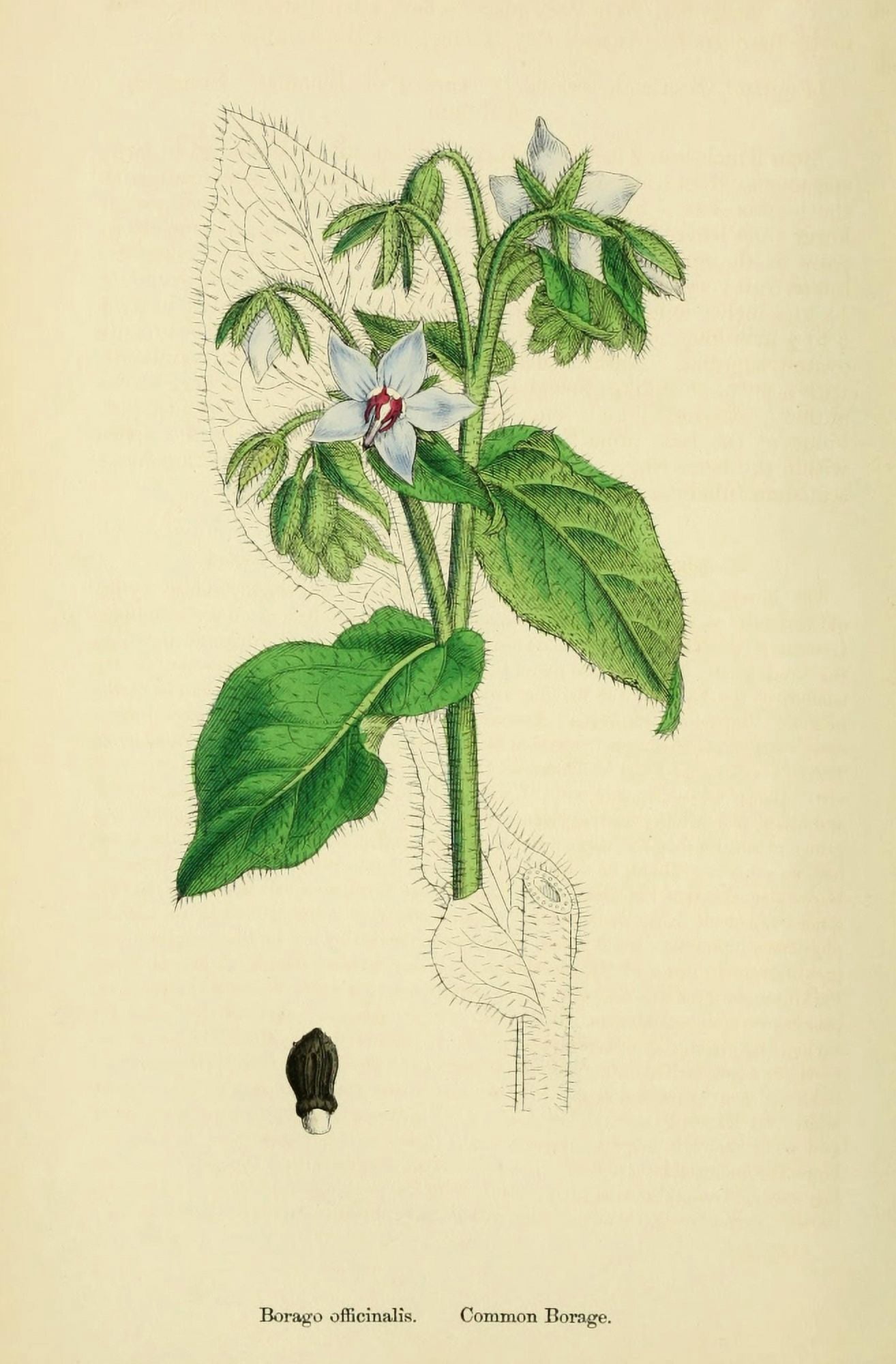 English Botany 1863 Common Borage Canvas Art - James Sowerby (18 x 24)