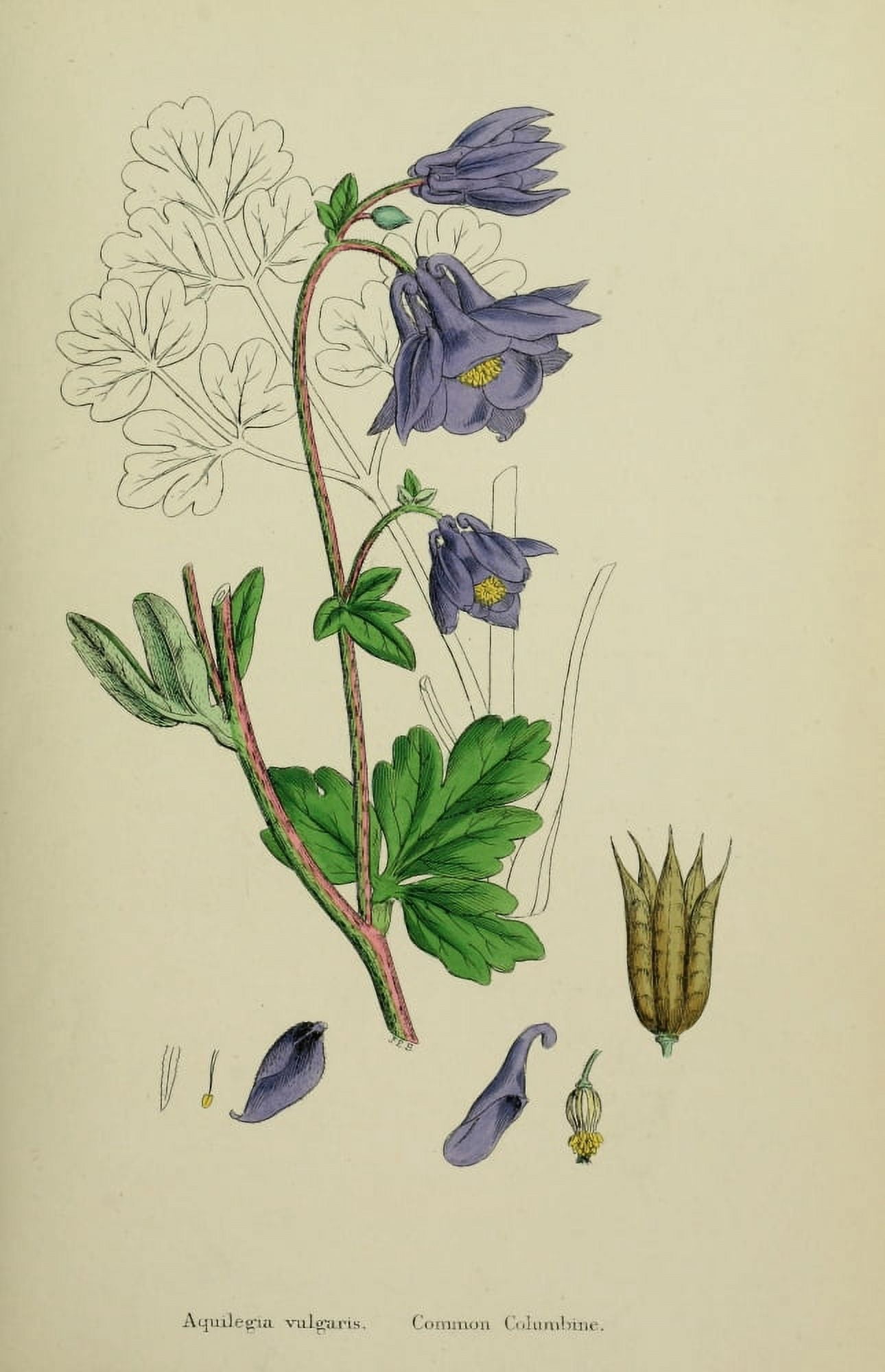 English Botany 1863 Common Columbine Canvas Art - James Sowerby (24 x 36)