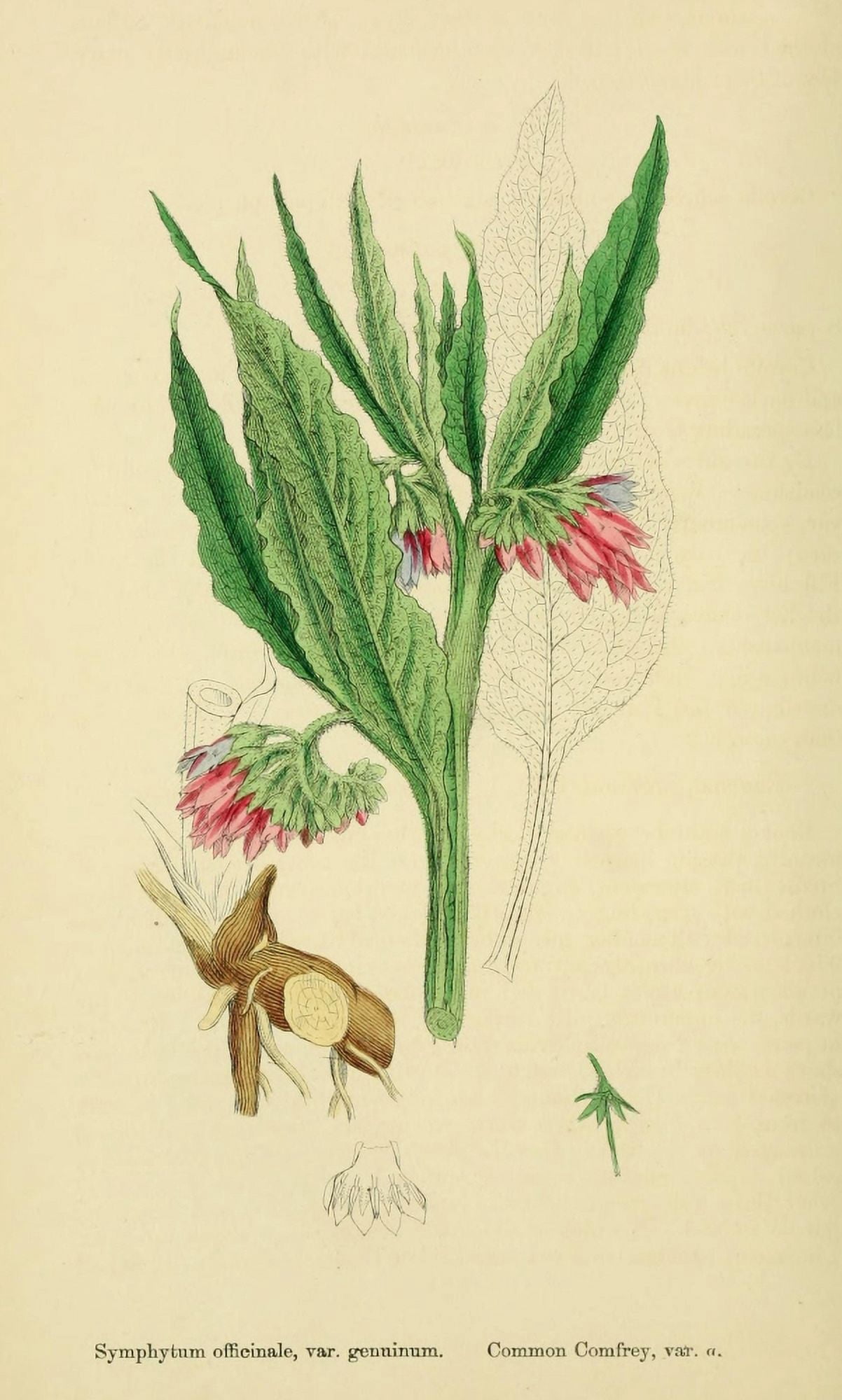 English Botany 1863 Common Comfrey Canvas Art - James Sowerby (24 x 36)