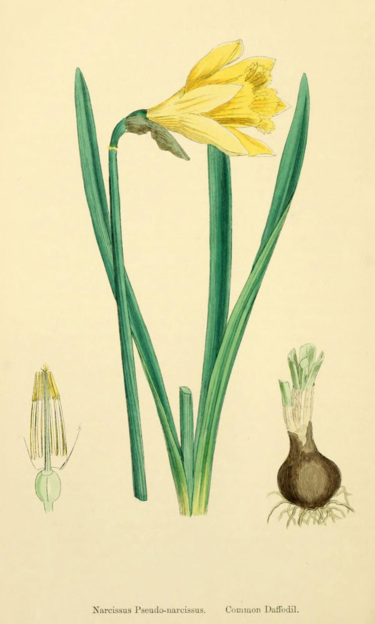English Botany 1863 Common Daffodil Canvas Art - James Sowerby (18 x 24)