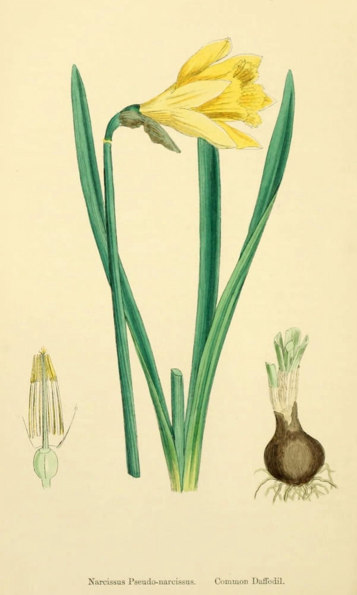 English Botany 1863 Common Daffodil Canvas Art - James Sowerby (24 x 36)