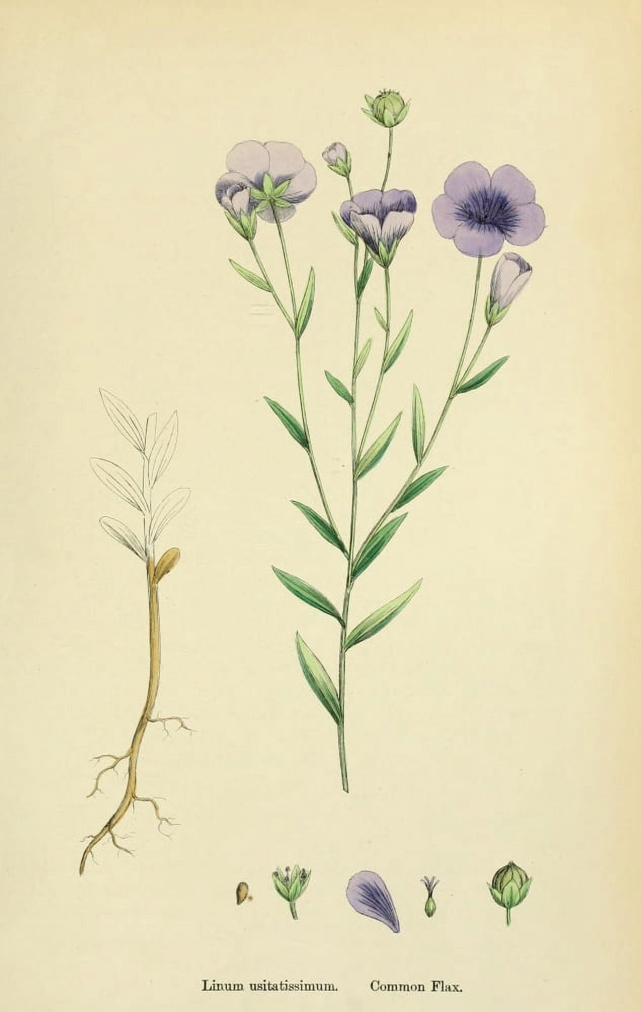 English Botany 1863 Common Flax Canvas Art - James Sowerby (18 x 24)