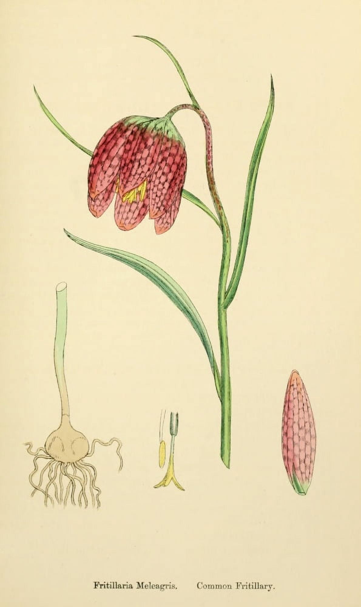 English Botany 1863 Common Fritillary Canvas Art - James Sowerby (18 x 24)