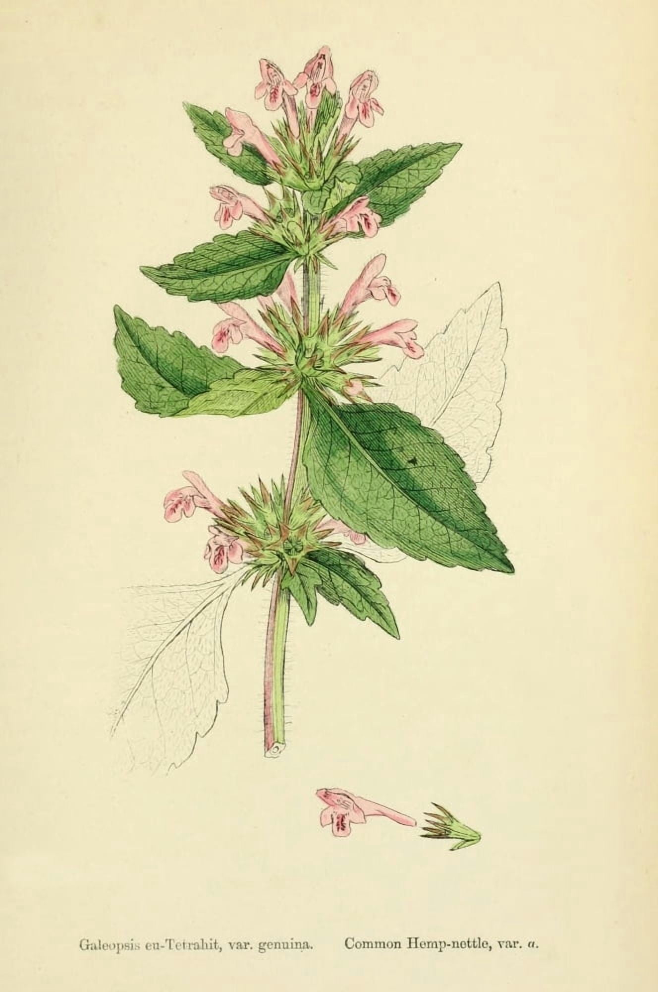 English Botany 1863 Common Hemp-nettle Canvas Art - James Sowerby (24 x 36)
