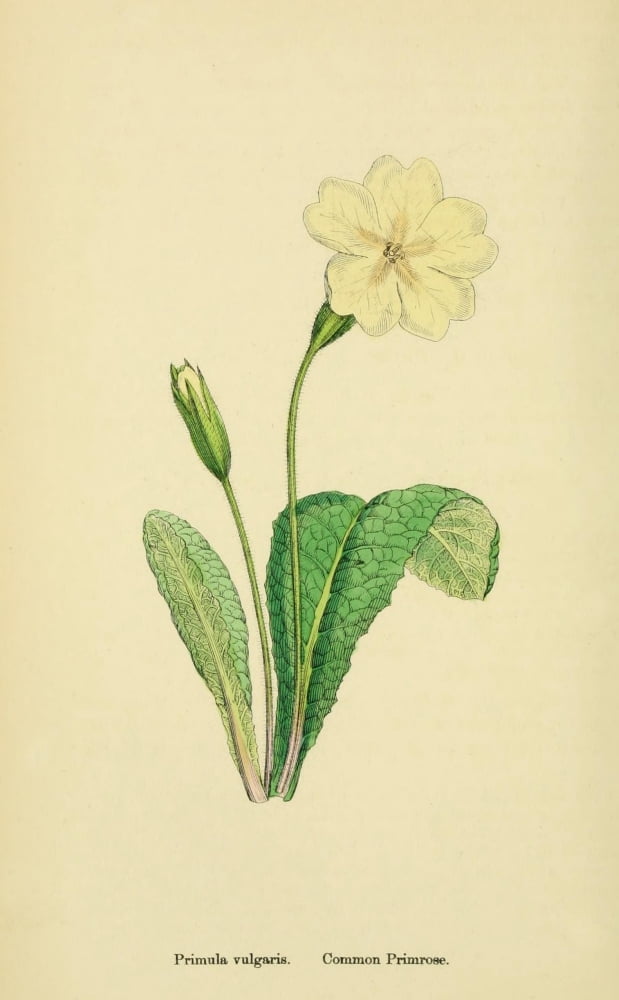 English Botany 1863 Common Primrose Canvas Art - James Sowerby (24 x 36)
