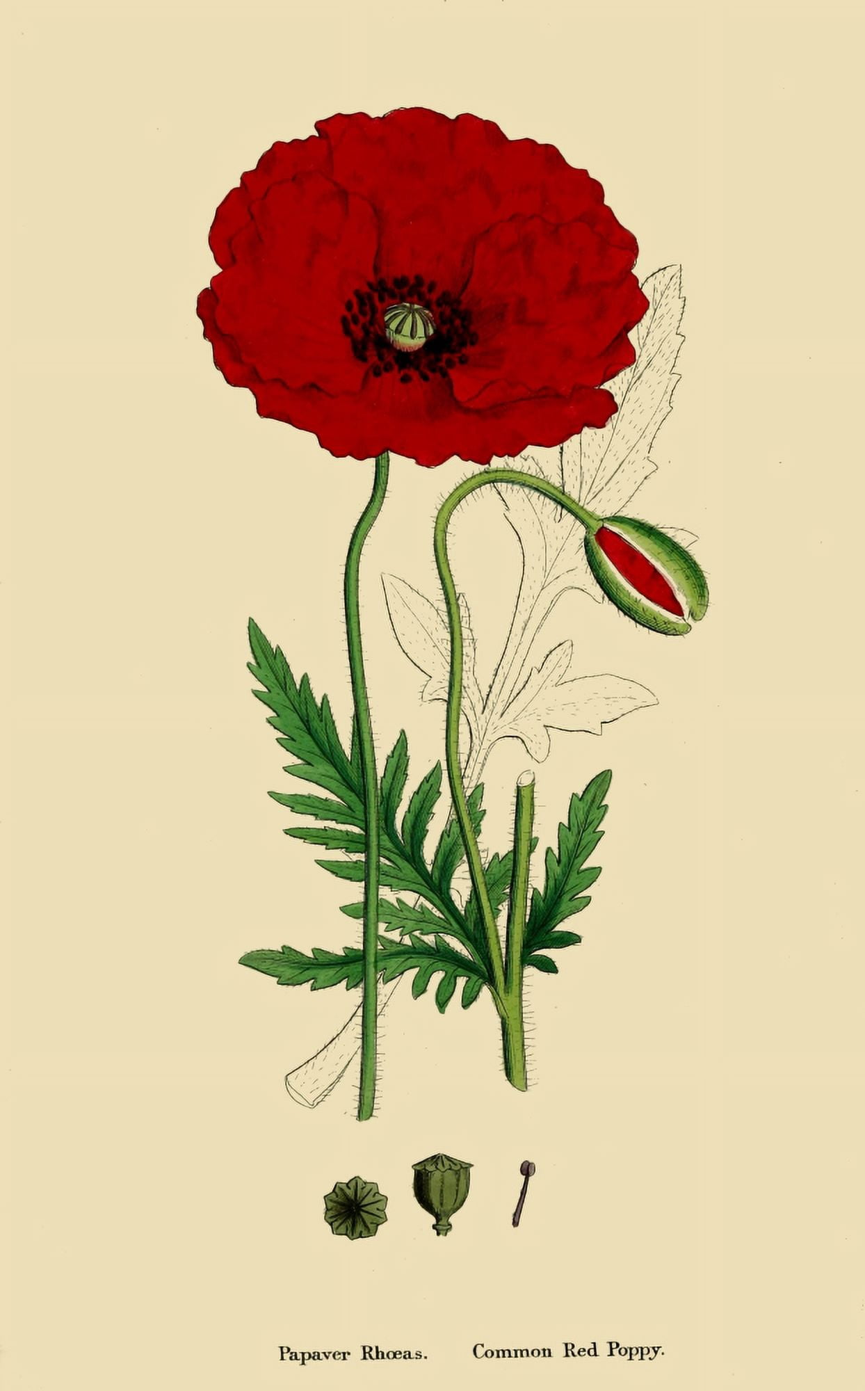 English Botany 1863 Common Red Poppy Canvas Art - James Sowerby (24 x 36)
